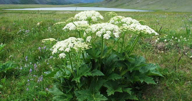 У Ковелі прийнята Програма з проведення заходів з локалізації та ліквідації борщівника Сосновського на окремих територіях міста на 2019 рік