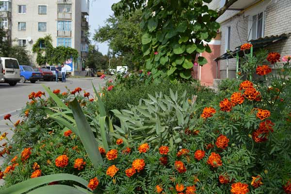 Приємно жити у гарному місті, ходити чистими вулицями…