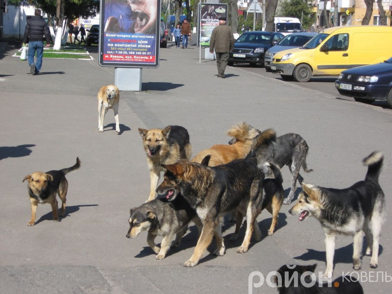 У Ковелі собаки напали на маму з дитиною