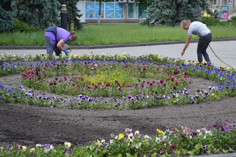 Ковель прикрашатиме різнобарв’я літніх квітів