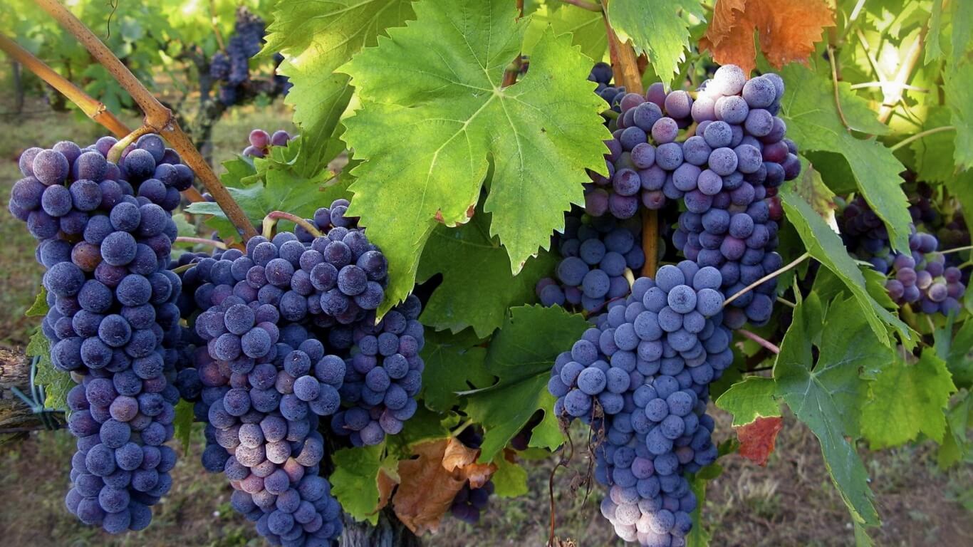 Кілька порад щодо планування винограднику