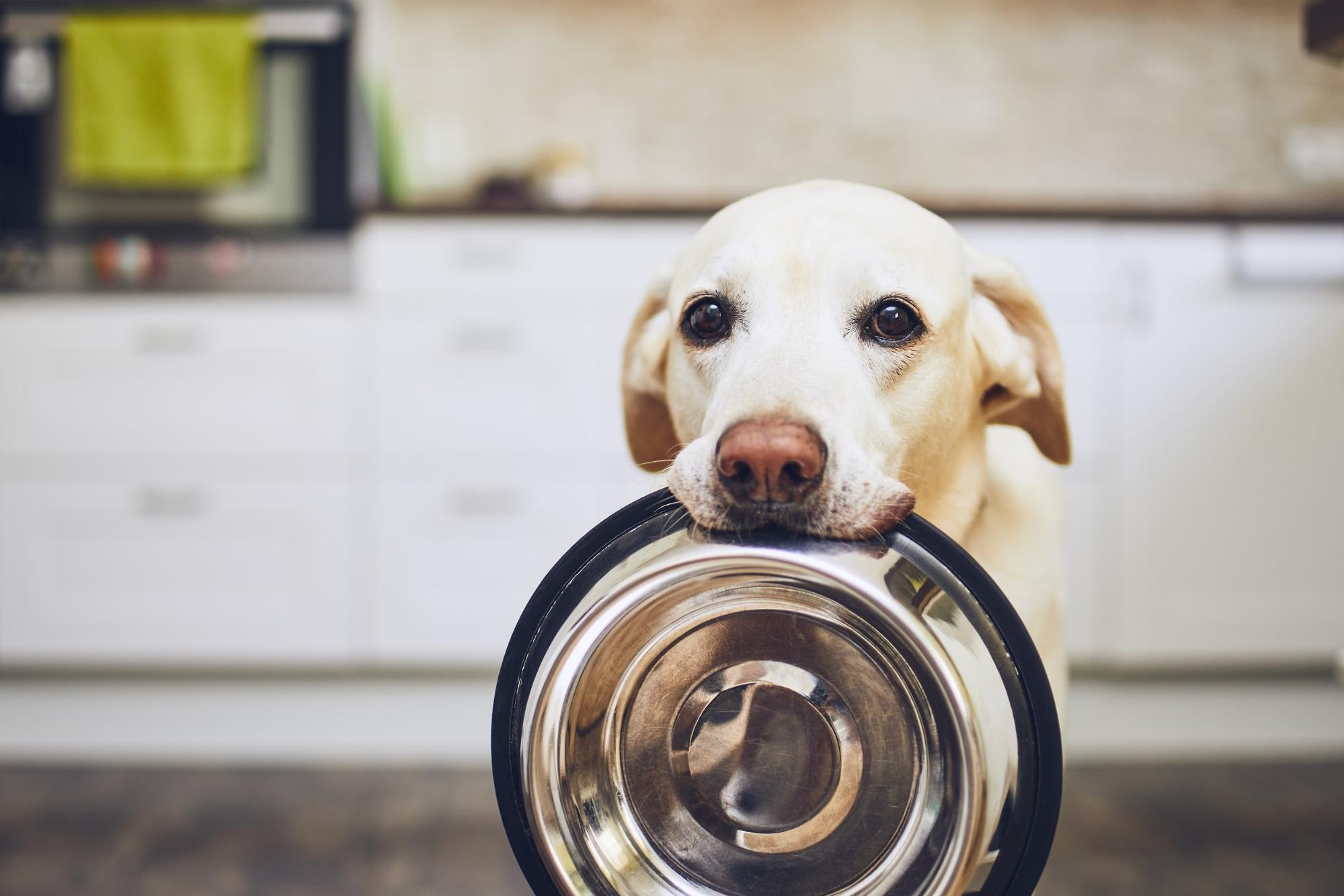 Одиниці знають про це: чим категорично не можна годувати собаку