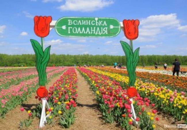 Цьогоріч на Ковельщині не буде тюльпанового фестивалю «Волинська Голландія»